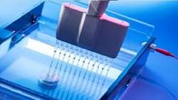 برگزاری کارگاه آموزشی Western Blot به همت آزمایشگاه جامع تحقیقات