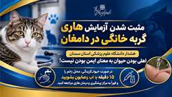 مثبت شدن آزمایش هاری یک گربه خانگی در دامغان؛ تأکید دانشگاه بر ضرورت پیشگیری فوری پس از حیوان‌گزیدگی